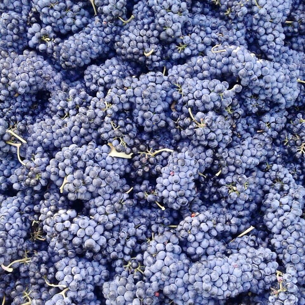 Balsamico BIO, Saba, Traubenbalsamessig Balsamico Trauben Moodbild