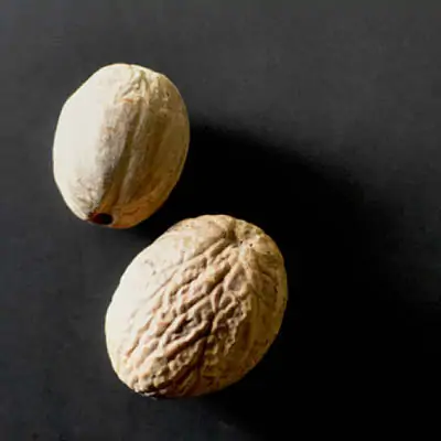 inMuskatnuss Muskatnuss