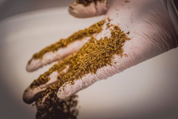 Eine Hand mit Handschuh, von der Gewürze rieseln.