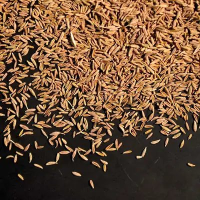 inKreuzkuemmel Kreuzkümmel