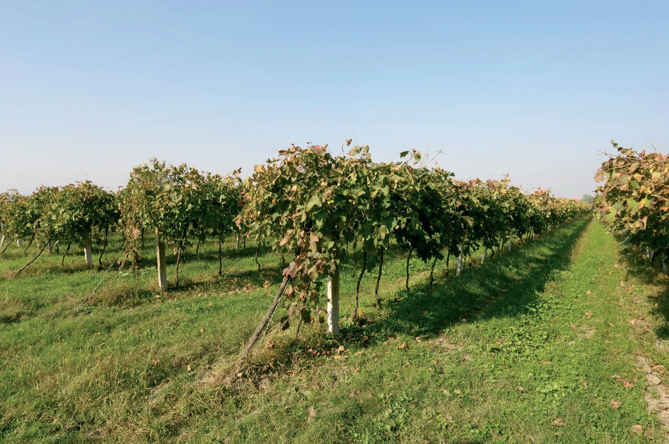 Weinberg