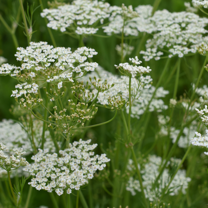 Kümmel (Bayern), ganz Kümmel (Bayern), ganz