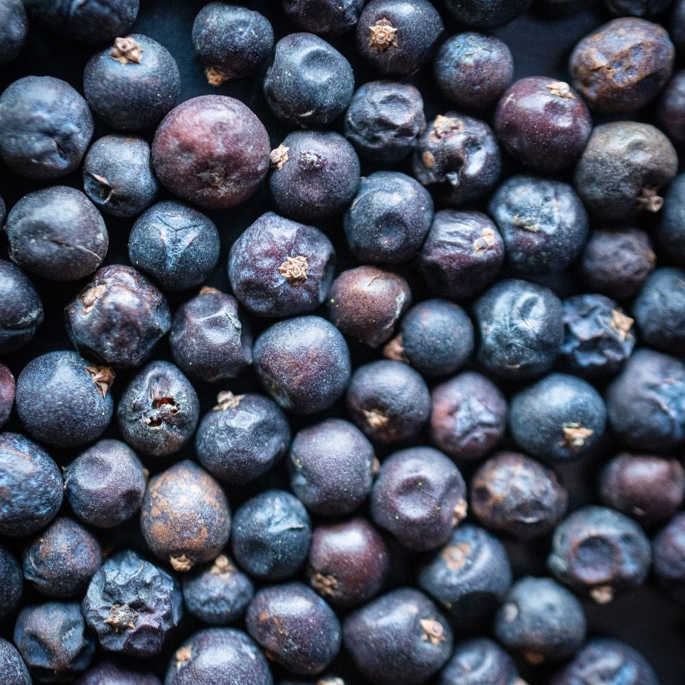 Wacholderbeeren, ganz Detailaufnahme Wacholderbeeren, ganz